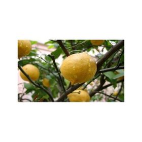 E-Fidancım Tüplü Enter Limon Fidanı