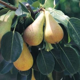E-Fidancım Tüplü Erkenci Haziran Güzeli Armut Fidanı