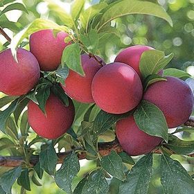 E-Fidancım Tüplü Erkenci Red Beauty Japon Erik Fidanı