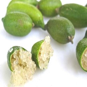 E-Fidancım Tüplü Finger Lime Fidanı