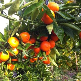 E-Fidancım Tüplü Fremont Mandalin Fidanı