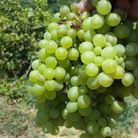E-Fidancım Tüplü İri Taneli Çok Tatlı Tarsus Beyazı Üzüm Fidanı