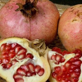 E-Fidancım Tüplü Katırbaşı Nar Fidanı