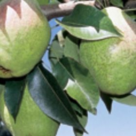 E-Fidancım Tüplü Kieffer Armut Fidanı