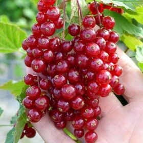 E-Fidancım Tüplü Kırmızı Rovada Frenk Üzümü Fidanı