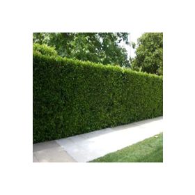 E-Fidancim Tüplü Kurtbağrı Ligustrum Fidanı
