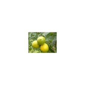 E-Fidancım Tüplü Mayer Limon Fidanı