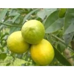 E-Fidancım Tüplü Mayer Limon Fidanı