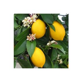 E-Fidancım Tüplü Mayer Limon Fidanı
