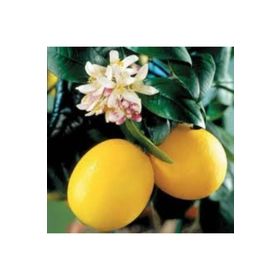 E-Fidancım Tüplü Mayer Limon Fidanı