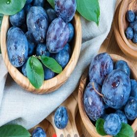 E-Fidancım Tüplü Mürdüm Eriği Fidanı