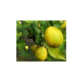 E-Fidancım Tüplü Nadir Kütdiken Limon Fidanı