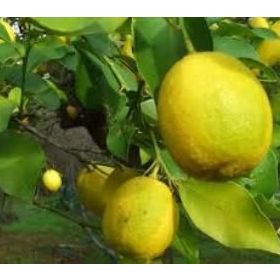 E-Fidancım Tüplü Nadir Kütdiken Limon Fidanı