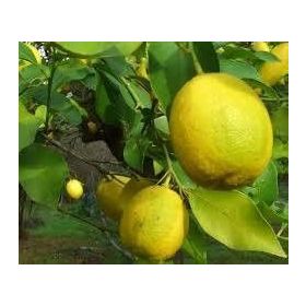 E-Fidancım Tüplü Nadir Kütdiken Limon Fidanı