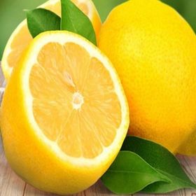 E-Fidancım Tüplü Nadir Kütdiken Limon Fidanı