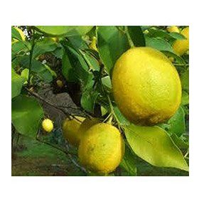 E-Fidancım Tüplü Nadir Kütdiken Limon Fidanı