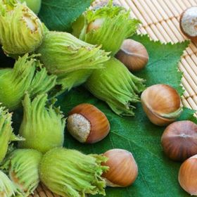E-Fidancım Tüplü Ordu Çakıldak Fındık Fidanı