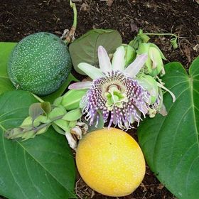 E-Fidancım Tüplü Passiflora Ligularis Sweet Granidalla Fidanı