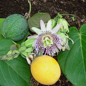 E-Fidancım Tüplü Passiflora Ligularis Sweet Granidalla Fidanı