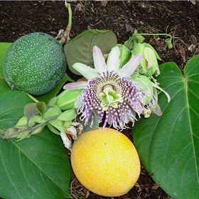 E-Fidancım Tüplü Passiflora Ligularis Sweet Granidalla Fidanı