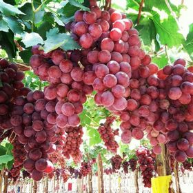 E-Fidancım Tüplü Red Globe Üzüm Fidanı