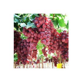 E-Fidancım Tüplü Red Globe Üzüm Fidanı