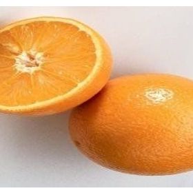 E-Fidancım Tüplü Rize Portakalı Fidanı