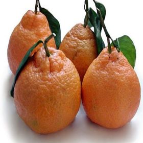 E-Fidancım Tüplü Rize Satsuma Mandalin Fidanı