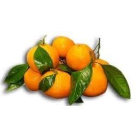 E-Fidancım Tüplü Rize Satsuma Mandalin Fidanı