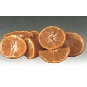E-Fidancım Tüplü Rize Satsuma Mandalin Fidanı