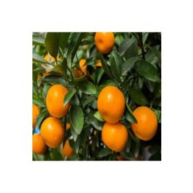 E-Fidancım Tüplü Rize Satsuma Mandalin Fidanı