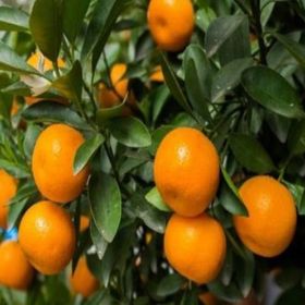 E-Fidancım Tüplü Rize Satsuma Mandalin Fidanı