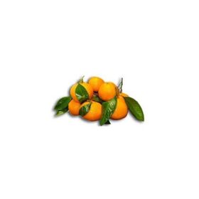 E-Fidancım Tüplü Rize Satsuma Mandalin Fidanı