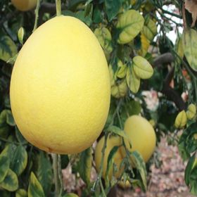 E-Fidancım Tüplü Şadok Pomelo Ağacı Fidanı