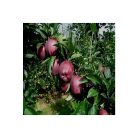 E-Fidancım Tüplü Scarlet Spur Elma Fidanı
