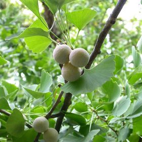 E-Fidancim Tüplü Şifalı Mabet Ağacı Ginkgo Biloba Ağacı Fidanı