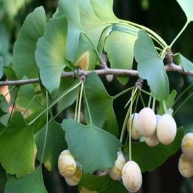 E-Fidancim Tüplü Şifalı Mabet Ağacı Ginkgo Biloba Ağacı Fidanı