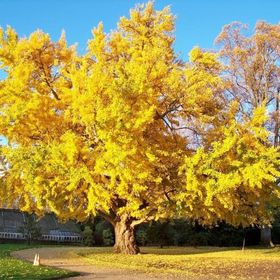 E-Fidancim Tüplü Şifalı Mabet Ağacı Ginkgo Biloba Ağacı Fidanı