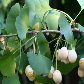 E-Fidancim Tüplü Şifalı Mabet Ağacı Ginkgo Biloba Ağacı Fidanı