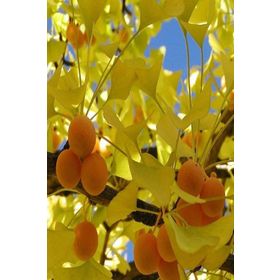 E-Fidancim Tüplü Şifalı Mabet Ağacı Ginkgo Biloba Ağacı Fidanı