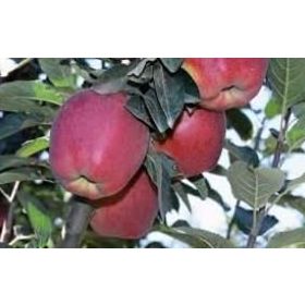 E-Fidancım Tüplü Starkrimson Delicious Elma Fidanı