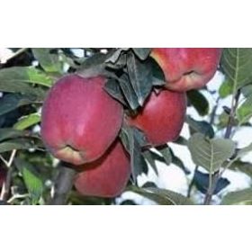 E-Fidancım Tüplü Starkrimson Delicious Elma Fidanı