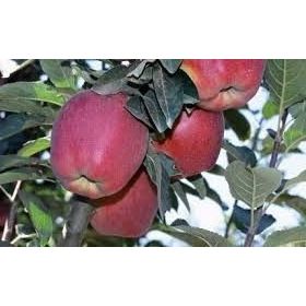 E-Fidancım Tüplü Starkrimson Delicious Elma Fidanı