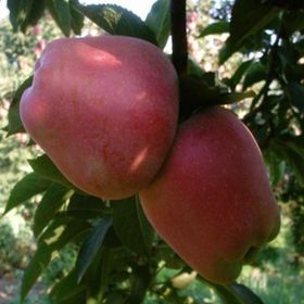 E-Fidancım Tüplü Starkrimson Delicious Elma Fidanı