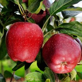 E-Fidancım Tüplü Starkrimson Delicious Elma Fidanı