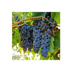 E-Fidancım Tüplü Syrah Üzüm Fidanı