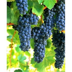 E-Fidancım Tüplü Syrah Üzüm Fidanı