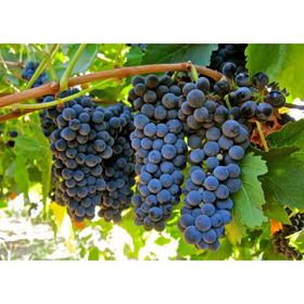 E-Fidancım Tüplü Syrah Üzüm Fidanı