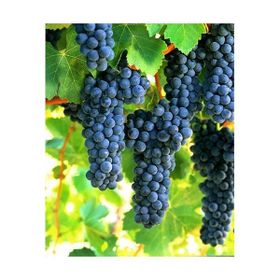 E-Fidancım Tüplü Syrah Üzüm Fidanı