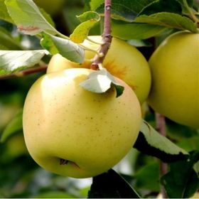 E-Fidancım Tüplü Tam Bodur Golden Elma Fidanı